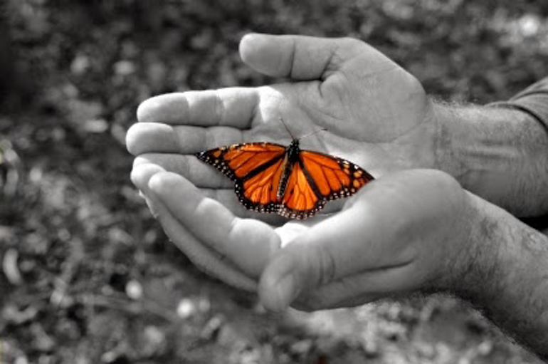 hands-holding-monarch-butterfly