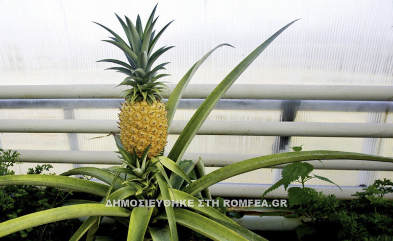 ananas balaam 1