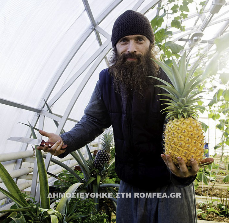 ananas balaam 2