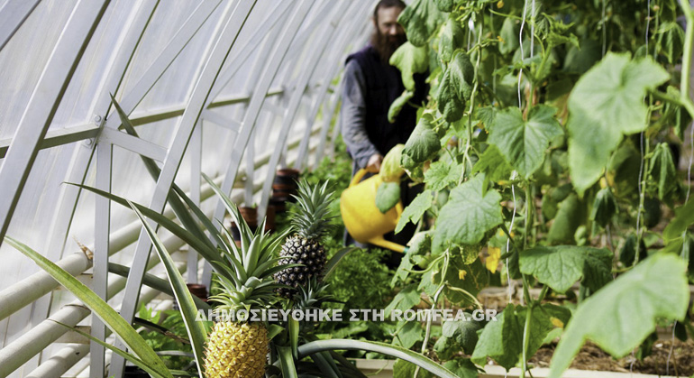 ananas balaam 1