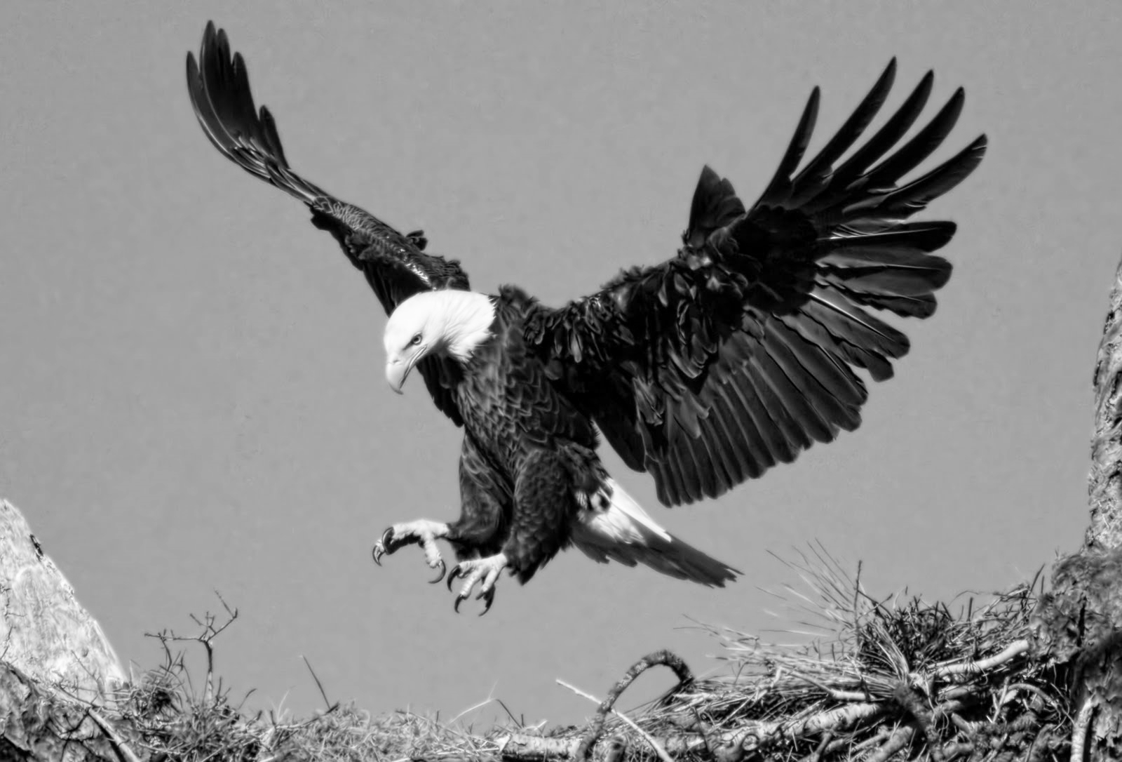 Eagle11