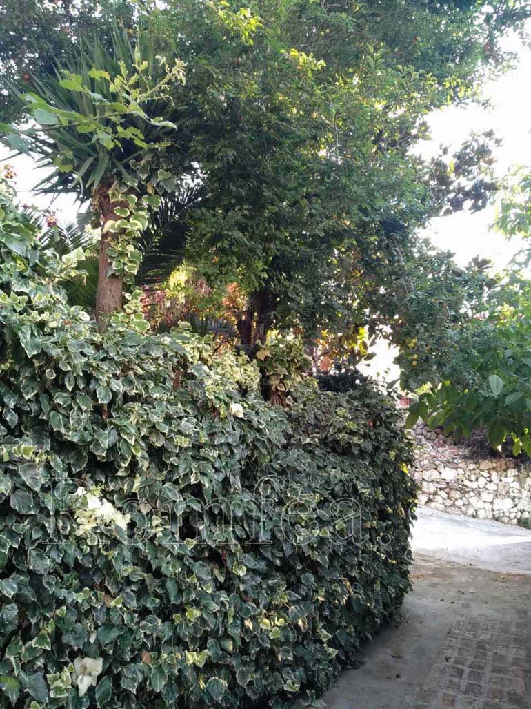 ag anargyroi afidnes 1