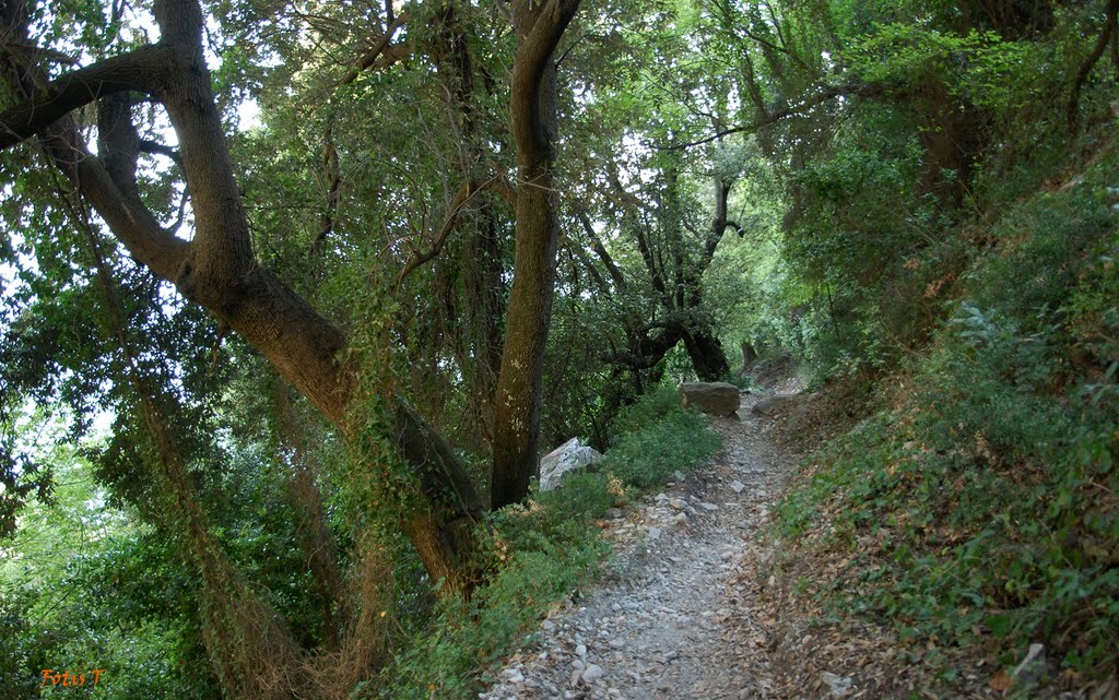 monopati kerasia