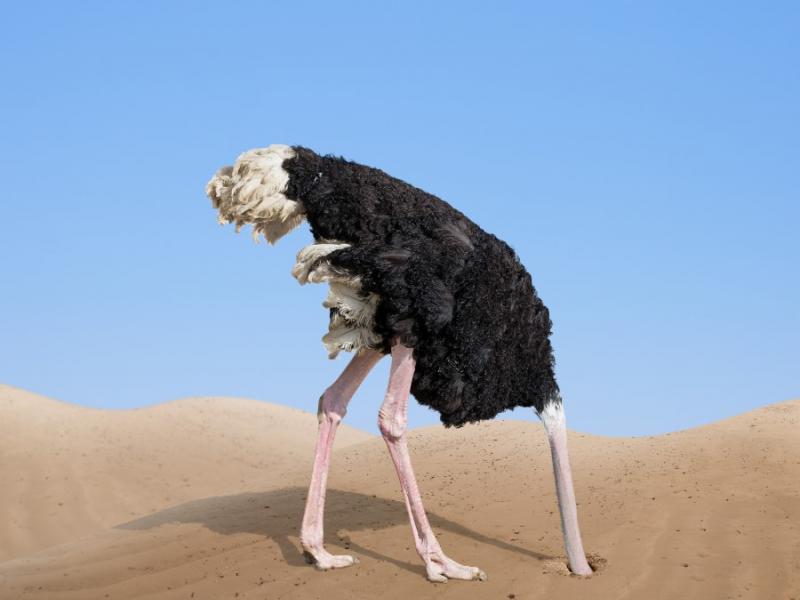 ostrich burying