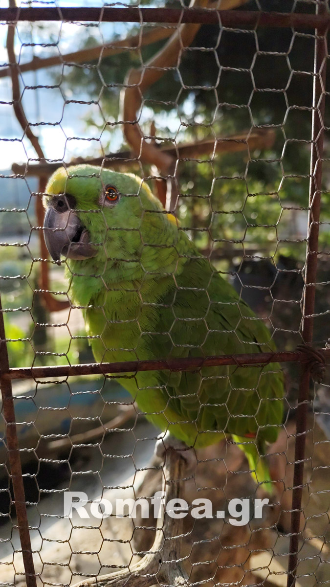 gouatemala xirotonia 1